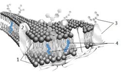 《脂质双分子膜材：解锁细胞膜科技的密钥，未来医学的璀璨星辉？》(图1)