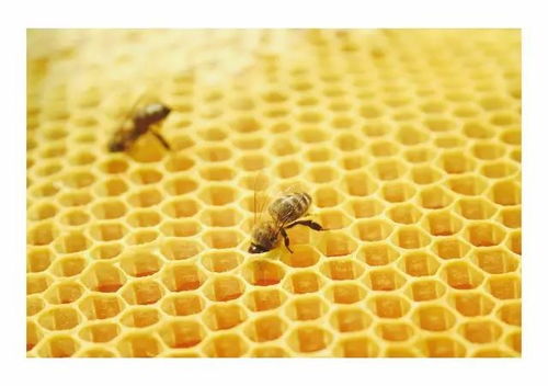 星益达膜材P7：揭秘绿色建筑新宠，未来家居环保革命！