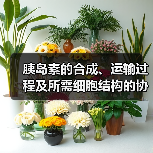 胰岛素的合成、运输过程及所需细胞结构的协调配合（图3）