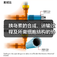 胰岛素的合成、运输过程及所需细胞结构的协调配合（图2）