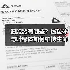 细胞器有哪些？线粒体与叶绿体如何维持生命活动？（图4）