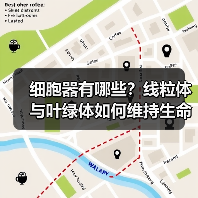 细胞器有哪些？线粒体与叶绿体如何维持生命活动？（图1）