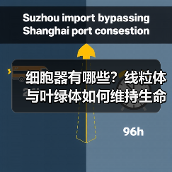 细胞器有哪些？线粒体与叶绿体如何维持生命活动？（图2）