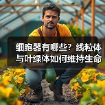 细胞器有哪些？线粒体与叶绿体如何维持生命活动？（图3）