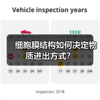 细胞膜结构如何决定物质进出方式?(图1) 细胞膜结构如何决定物质进出方式?(图1)