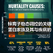 锌离子稳态调控的关键蛋白家族及其与疾病的关系（图1）