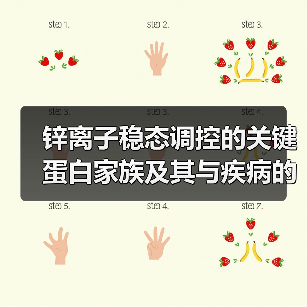 锌离子稳态调控的关键蛋白家族及其与疾病的关系（图2）