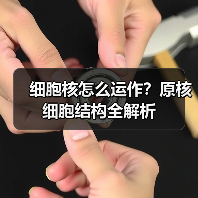 细胞核怎么运作？原核细胞结构全解析（图2）
