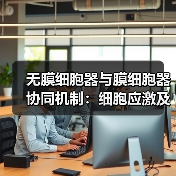 无膜细胞器与膜细胞器协同机制:细胞应激及疾病中的关键角色(图3) 无膜细胞器与膜细胞器协同机制:细胞应激及疾病中的关键角色(图3)