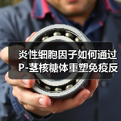 炎性细胞因子如何通过P-茎核糖体重塑免疫反应与癌症治疗关联(图4) 炎性细胞因子如何通过P-茎核糖体重塑免疫反应与癌症治疗关联(图4)