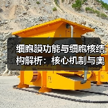细胞膜功能与细胞核结构解析：核心机制与奥秘揭秘（图3）