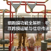 细胞膜功能全解析：物质跨膜运输与信息传递机制（图2）