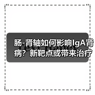 肠-肾轴如何影响IgA肾病?新靶点或带来治疗突破(图4) 肠-肾轴如何影响IgA肾病?新靶点或带来治疗突破(图4)